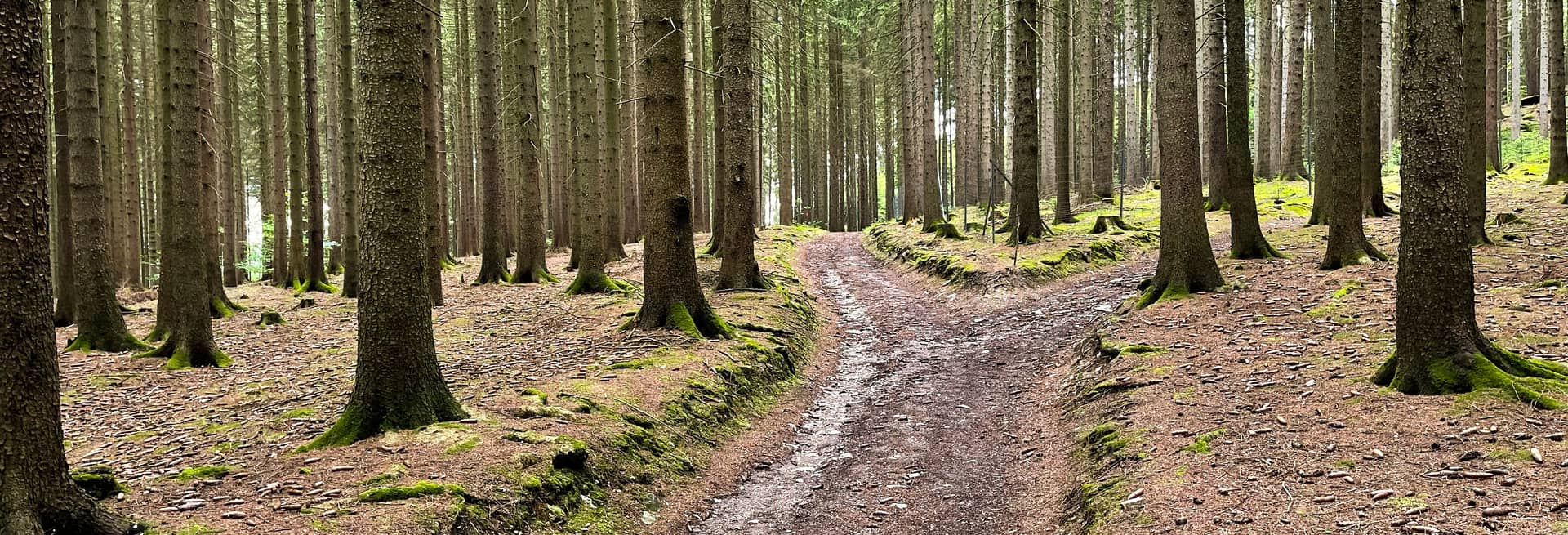 Waldweg durch einen Fichtenwald